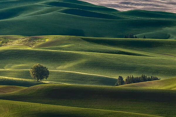 Lone tree and endless rolling hills of crops in the Palouse, from elevated position