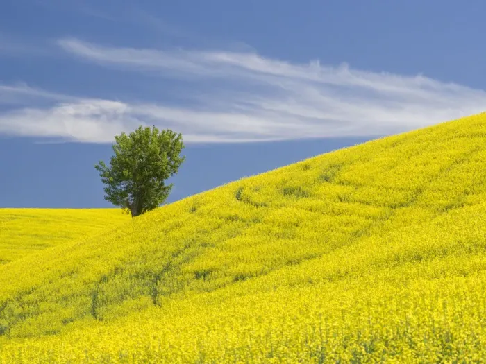 Framed Print : Lone tree in a field of blooming canola Framed Print : Lone tree in a field of blooming canola