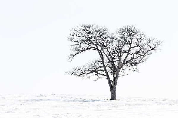 Lone tree in field of snow, Hokkaido, Japan