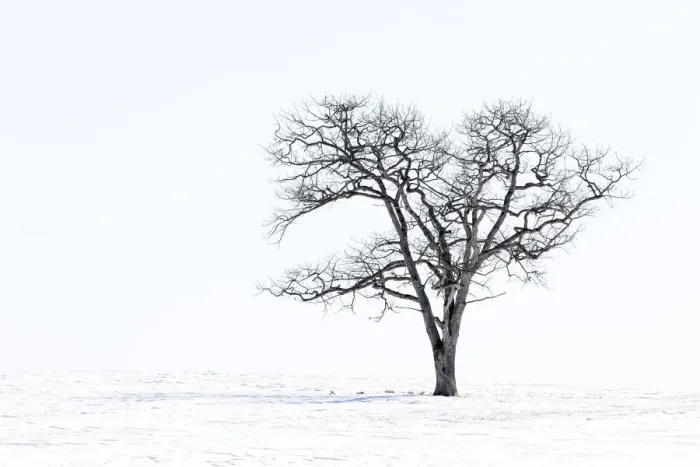 Framed Print : Lone tree in field of snow, Hokkaido, Japan Framed Print : Lone tree in field of snow, Hokkaido, Japan