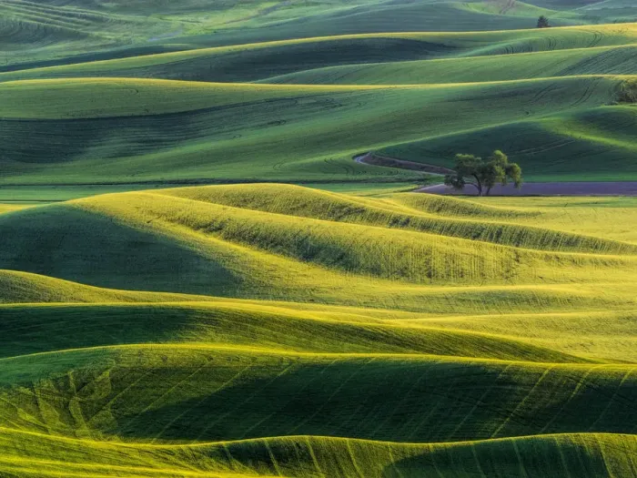Framed Print : Lone tree in fields of wheat, peas and barley Framed Print : Lone tree in fields of wheat, peas and barley
