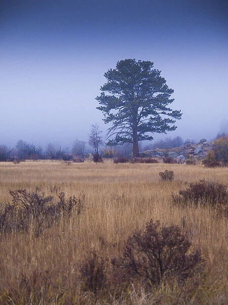 Lone Tree in Foggy Field, Rocky Mountain National Park, Colorado, USA
