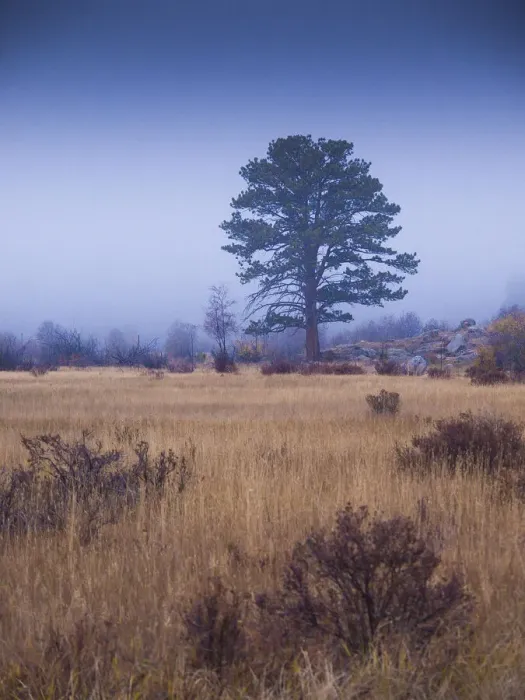 Framed Print : Lone Tree in Foggy Field, Rocky Mountain National Park, Colorado, USA Framed Print : Lone Tree in Foggy Field, Rocky Mountain National Park, Colorado, USA