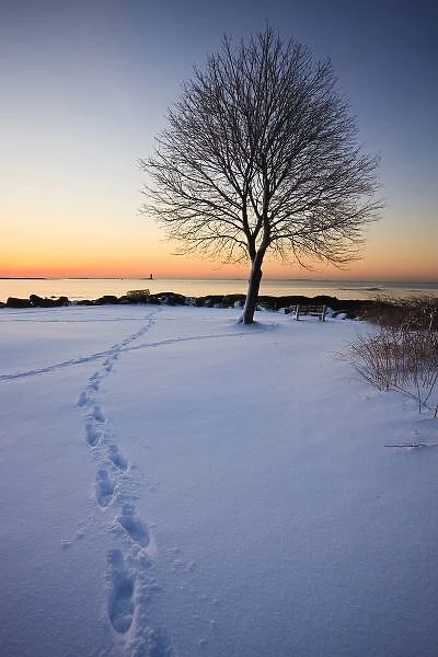 Lone tree in fresh snow at New Castle Common at sunrise. New Castle, New Hampshire, USA