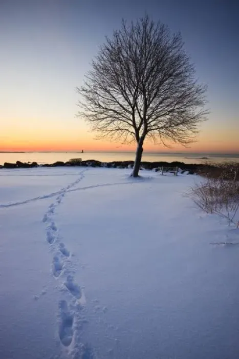 Framed Print : Lone tree in fresh snow at New Castle Common at sunrise. New Castle, New Hampshire, USA