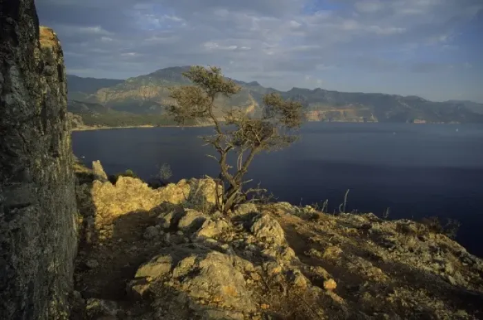 Framed Print : Lone tree grows out of rocky ancient ruins on Gemilar Island, Turquoise Coast, Turkey
