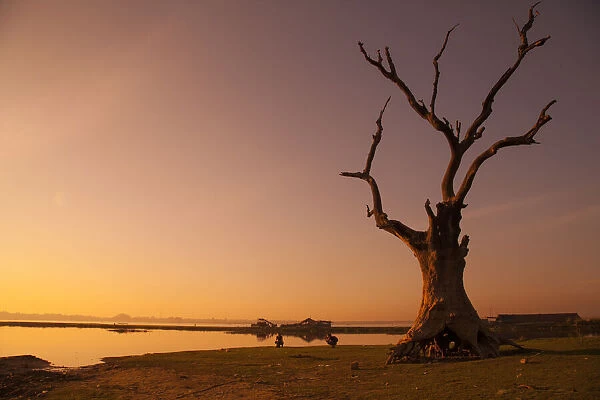 Lone tree in Myanmar