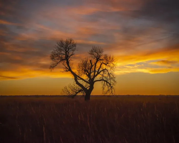 Framed Print : Lone tree at Quivira Game Refuge, Kansas