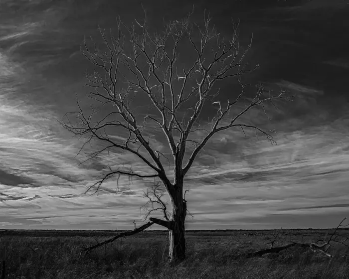 Framed Print : Lone tree at Quivira Game Refuge, Kansas Framed Print : Lone tree at Quivira Game Refuge, Kansas