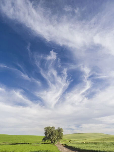 Lone tree on rural dirt road with wheat crops and spectacular clouds