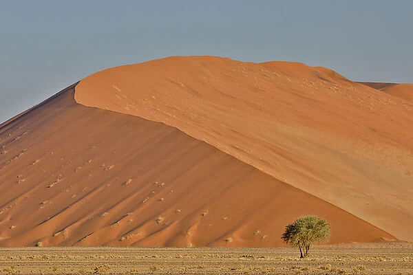 Lone tree and tall sand dune, Sossusvlei Namibia