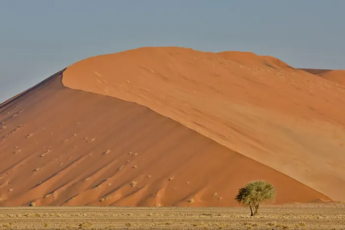 Framed Print : Lone tree and tall sand dune, Sossusvlei Namibia