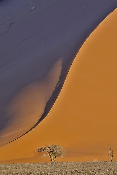 Lone tree and tall sand dune, Sossusvlei Namibia