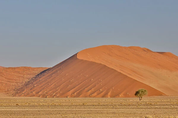 Lone tree and tall sand dune, Sossusvlei, Namibia