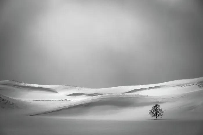 Framed Print : Lone tree in Yellowstone's Hayden Valley in winter Framed Print : Lone tree in Yellowstone's Hayden Valley in winter