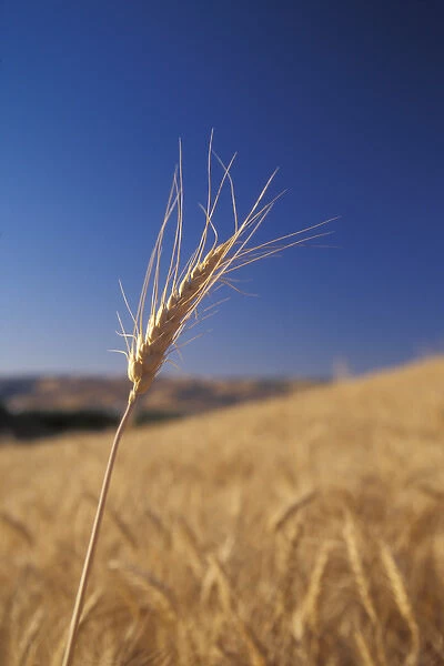 Lone Wheat sprig reaches above a wheat field in Walla Walla County, WA, USA