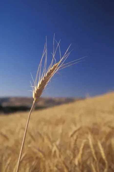 Framed Print : Lone Wheat sprig reaches above a wheat field in Walla Walla County, WA, USA Framed Print : Lone Wheat sprig reaches above a wheat field in Walla Walla County, WA, USA