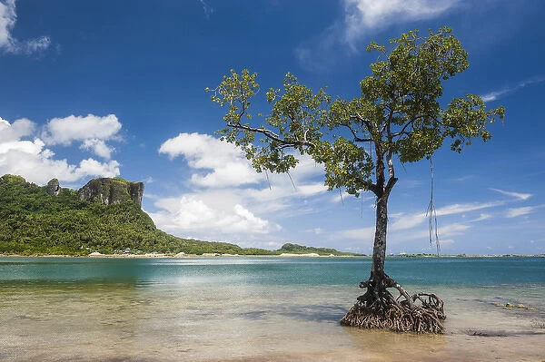 Lonely mangrove tree standing in the water before Sokehs rock, Pohnpei, Micronesia