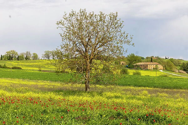 Lonely tree. Tuscan meadow with a farm. Yellow mustard plants and red poppies. Tuscany, Italy