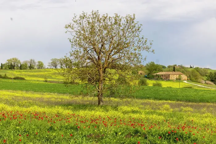 Framed Print : Lonely tree. Tuscan meadow with a farm. Yellow mustard plants and red poppies. Tuscany, Italy