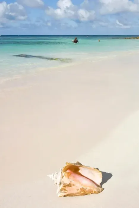 Framed Print : Long Bay Beach, Shell (Strombus gigas), Antigua, West Indies, Caribbean, Central America Framed Print : Long Bay Beach, Shell (Strombus gigas), Antigua, West Indies, Caribbean, Central America