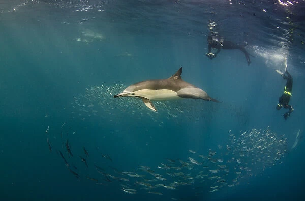 Long-beaked common dolphin (Delphinus capensis) & snorkeler Feeding in Sardine run