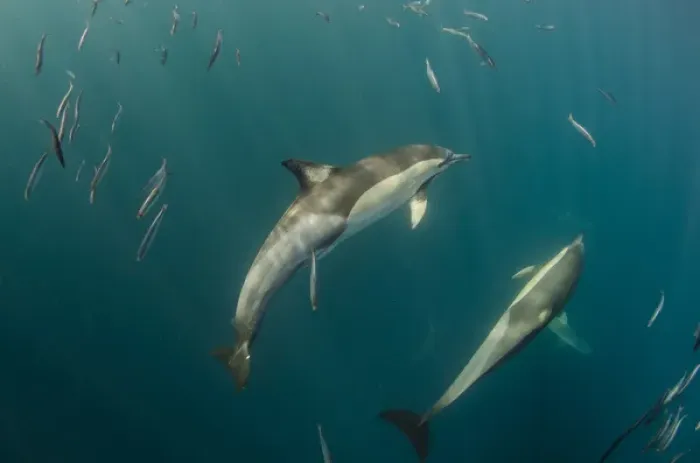 Framed Print : Long-beaked common dolphin (Delphinus capensis), Feeding in Sardine run, (Sardinops sagax) Framed Print : Long-beaked common dolphin (Delphinus capensis), Feeding in Sardine run, (Sardinops sagax)