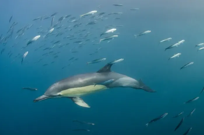 Framed Print : Long-beaked common dolphin (Delphinus capensis) feeding in Sardine run, (Sardinops sagax) Framed Print : Long-beaked common dolphin (Delphinus capensis) feeding in Sardine run, (Sardinops sagax)