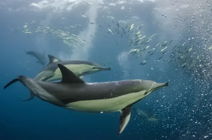 Framed Print : Long-beaked common dolphin (Delphinus capensis) & snorkeler Feeding in Sardine run