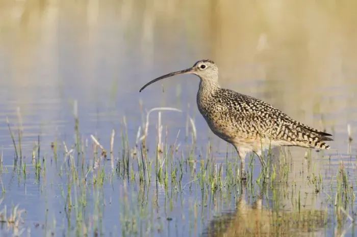 Framed Print : Long-billed Curlew Framed Print : Long-billed Curlew