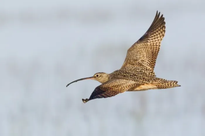 Framed Print : Long-billed Curlew