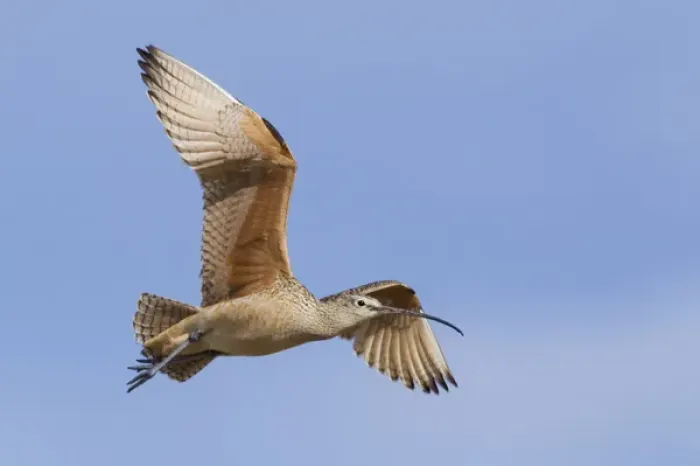 Framed Print : Long-billed Curlew Framed Print : Long-billed Curlew