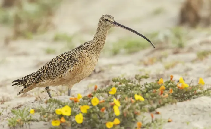 Framed Print : Long-billed curlew at the beach
