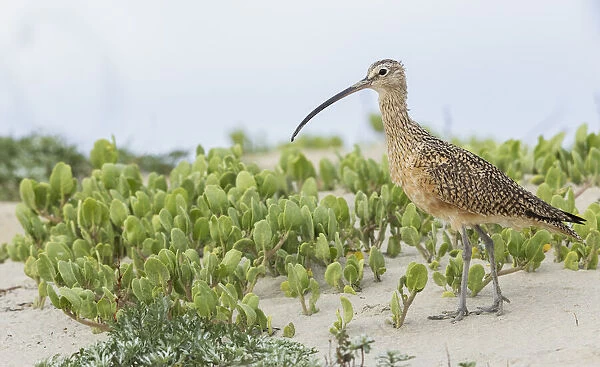 Long-billed curlew at the beach