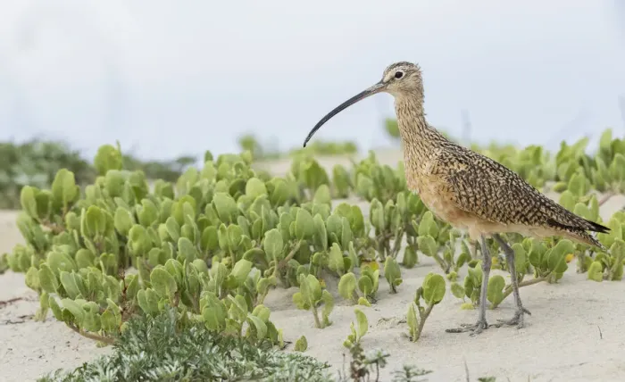 Framed Print : Long-billed curlew at the beach