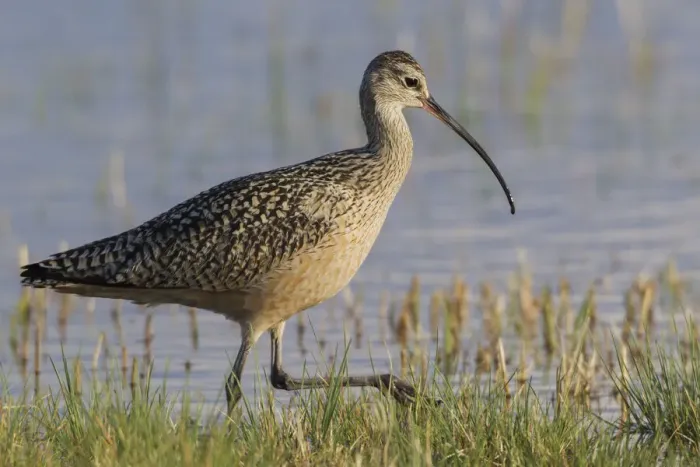 Framed Print : Long-billed curlew foraging