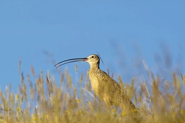 Long Billed Curlew in the grasslands of the Rocky mountain Front near Augusta, Montana