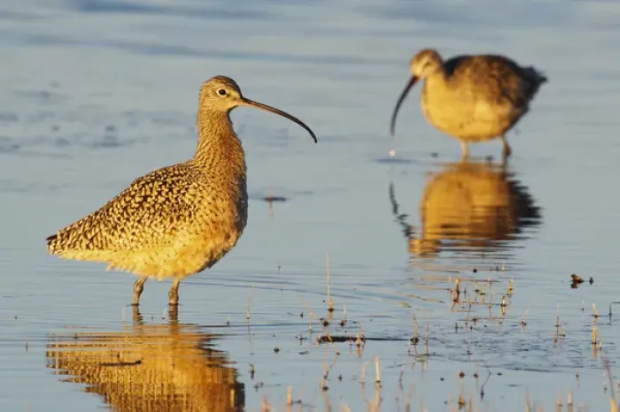 Framed Print : Long-billed Curlew Pair