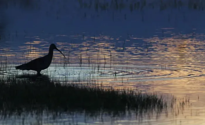 Framed Print : Long-billed Curlew Silhouette Framed Print : Long-billed Curlew Silhouette