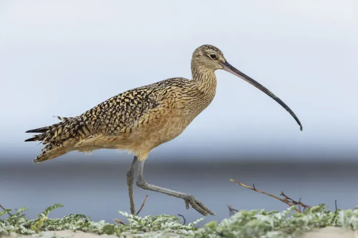 Framed Print : Long-billed curlews at the beach