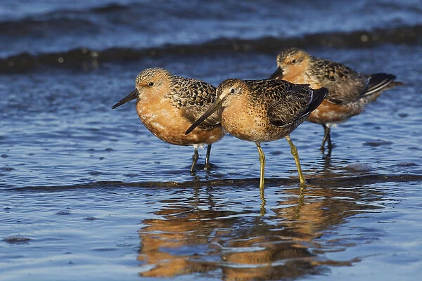 Long-billed Dowitcher with Red Knots