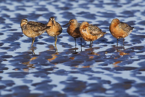 Long-billed Dowitcher & Red Knots Resting;Migration Stop