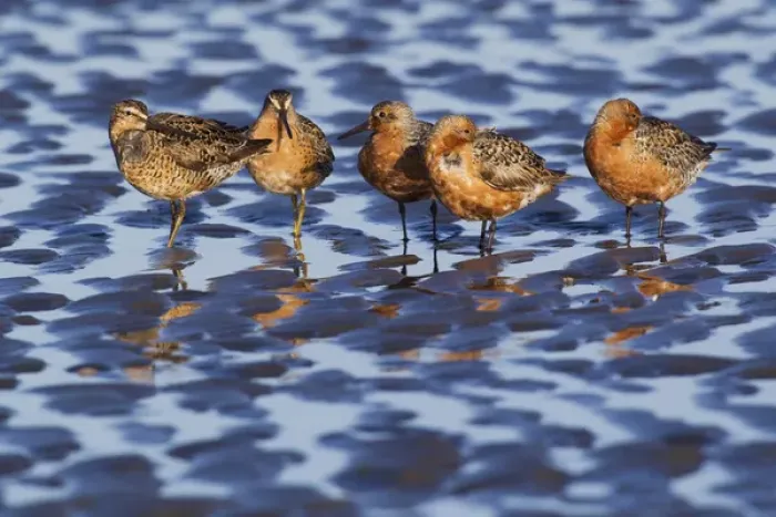 Framed Print : Long-billed Dowitcher & Red Knots Resting;Migration Stop Framed Print : Long-billed Dowitcher & Red Knots Resting;Migration Stop