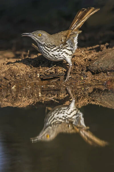 Long-billed thrasher drinking from small pond, Rio Grande Valley, Texas