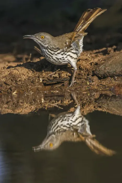 Framed Print : Long-billed thrasher drinking from small pond, Rio Grande Valley, Texas Framed Print : Long-billed thrasher drinking from small pond, Rio Grande Valley, Texas