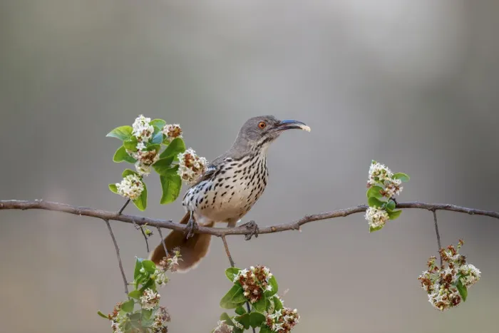 Framed Print : Long billed thrasher, Rio Grande Valley, Texas