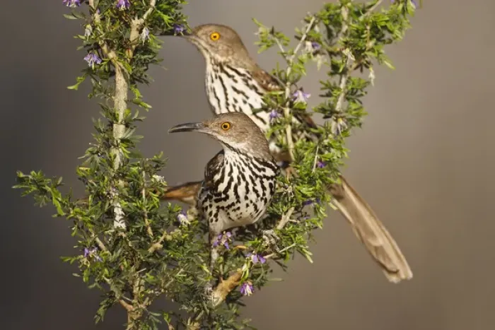 Framed Print : Long-billed Thrasher (Toxostoma longirostre) pair sitting in guayacan bush, south Texas