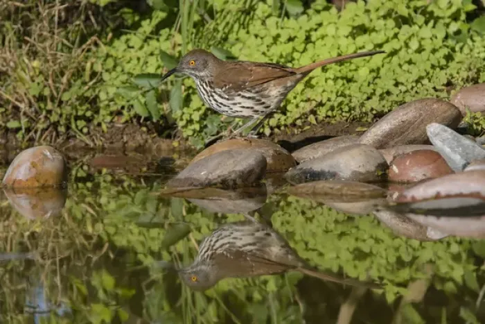 Framed Print : Long-billed Thrasher (Toxostoma longirostris) drinking and bathing