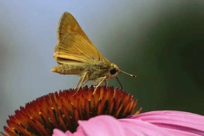 Framed Print : Long Dash Skipper, Polites mystic, Kentucky Framed Print : Long Dash Skipper, Polites mystic, Kentucky