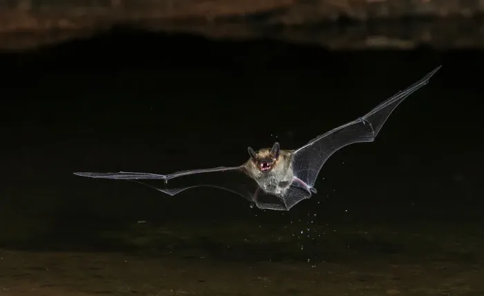 Framed Print : Long-eared myotis bat drinking on the fly, USA Arizona Framed Print : Long-eared myotis bat drinking on the fly, USA Arizona